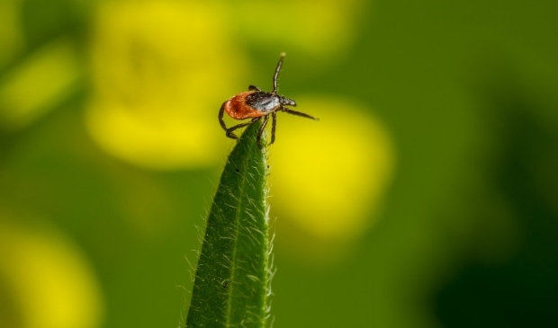 Schapenteek (Ixodes ricinus)