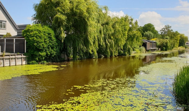 <p>Het college van Zaanstad wil een miljoen vrijmaken voor de aanplant van nieuwe bomen.</p>