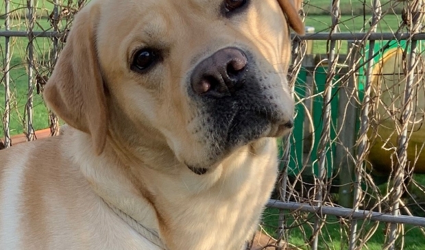 Het gaat goed met Guus (foto: aangeleverd)