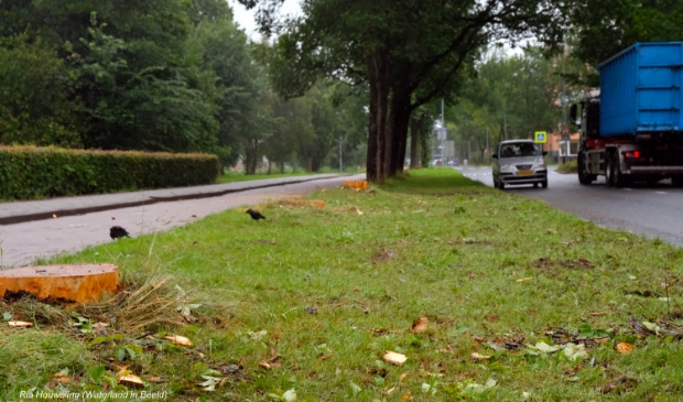 Nieuwe bomen worden binnenkort geplant.