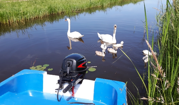 Al varende kan je ook de familie zwaan tegenkomen. Afstand houden is wel geboden.