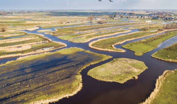 De natuur van de veenweidegebieden wordt veerkrachtiger gemaakt.