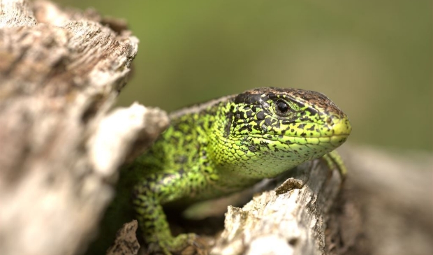 Smaragdgroen beestje. Kun jij 'm spotten?