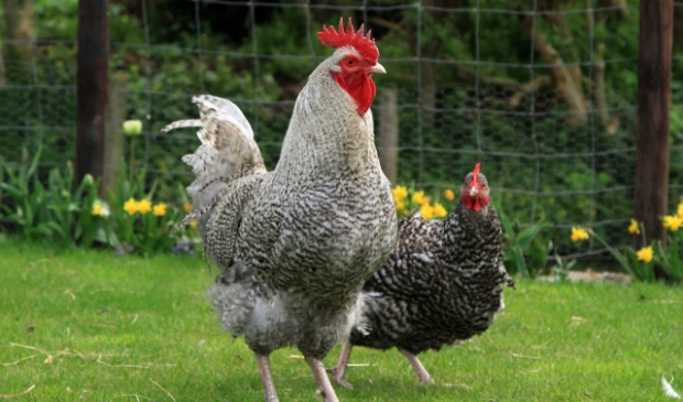 Kippen zijn sociale dieren en leuk om te houden.