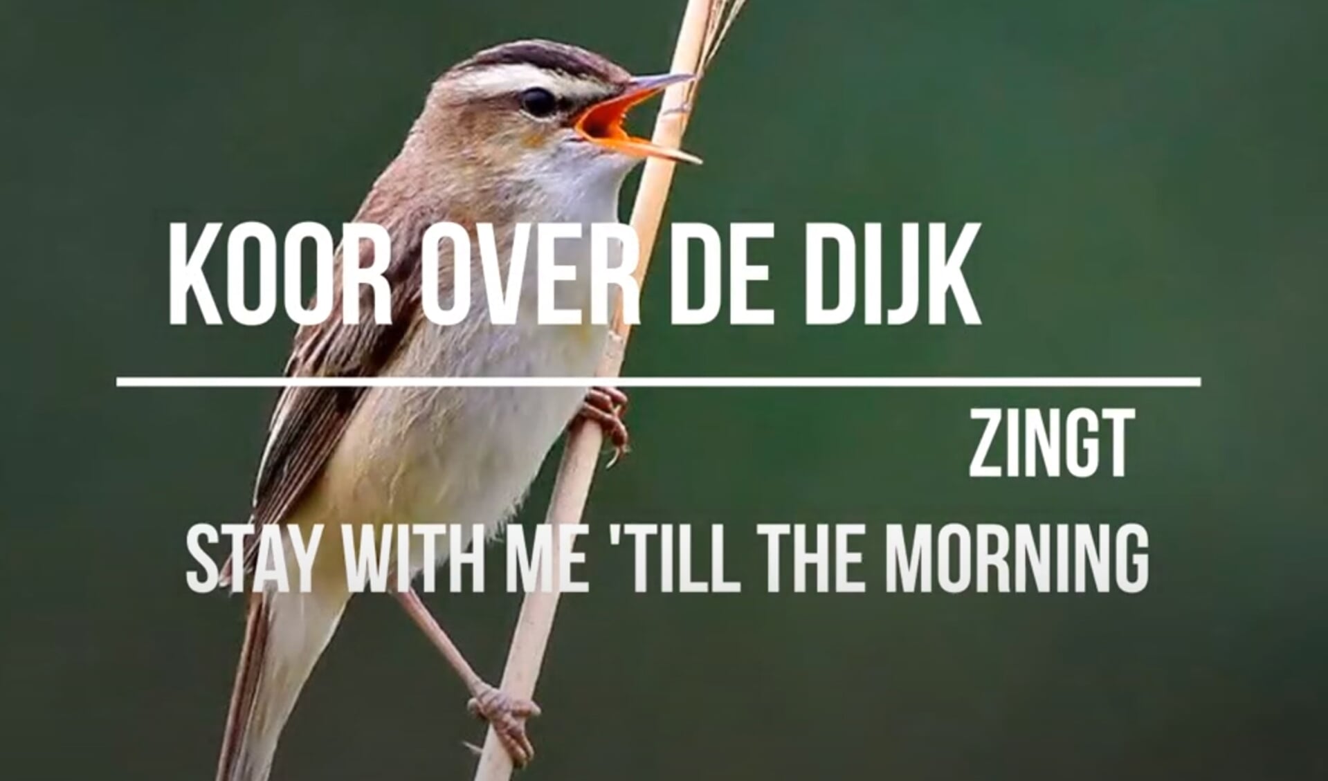 Onder de titel ‘Ieder vogeltje zingt zoals het gebekt is’ werd een filmpje van zo’n drie minuten gemaakt door het koor. 