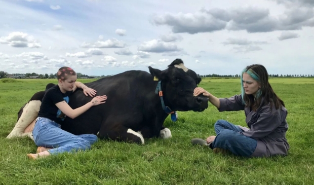 Dankzij BBC zijn de knuffelkoeien in Beets nu wereldberoemd.