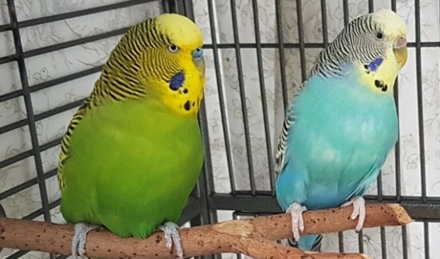 Spike en Skye zijn onafscheidelijk. Wie wordt hun nieuwe baasje?