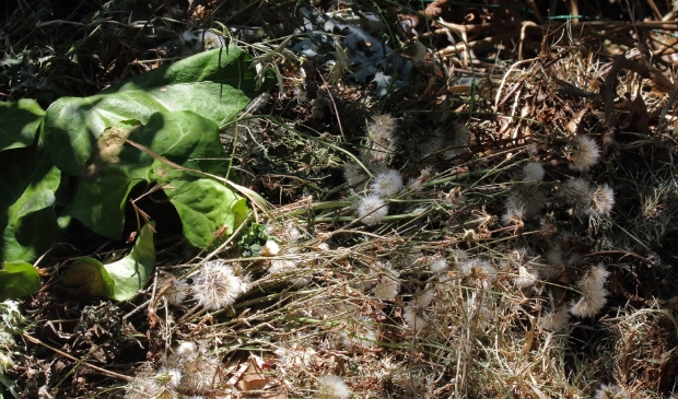 Elke eerste zaterdag van de maand, tuinafval bij Lodder.