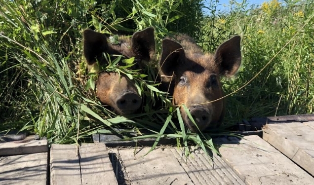 Per schuit worden varkens Patty en Brard verplaatst naar de volgende akker.