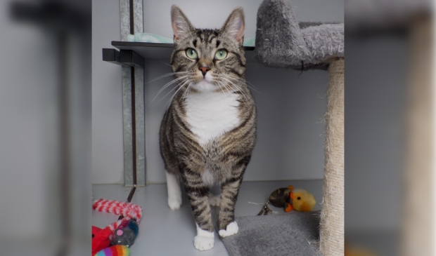 <p>Sammy is een enorme held op sokken. (Foto: aangeleverd)</p>