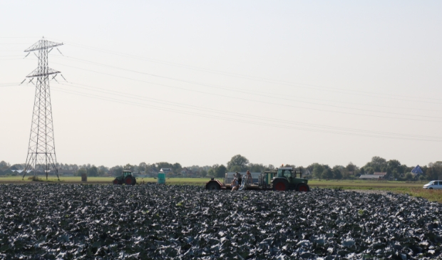 <p>De kool kan van het land.</p>