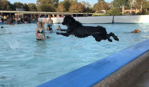 Deze hond heeft er in elk geval veel zin in!
