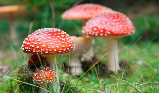 <p>Loop mee met de paddenstoelenwandeling. Reserveren is verplicht.</p>