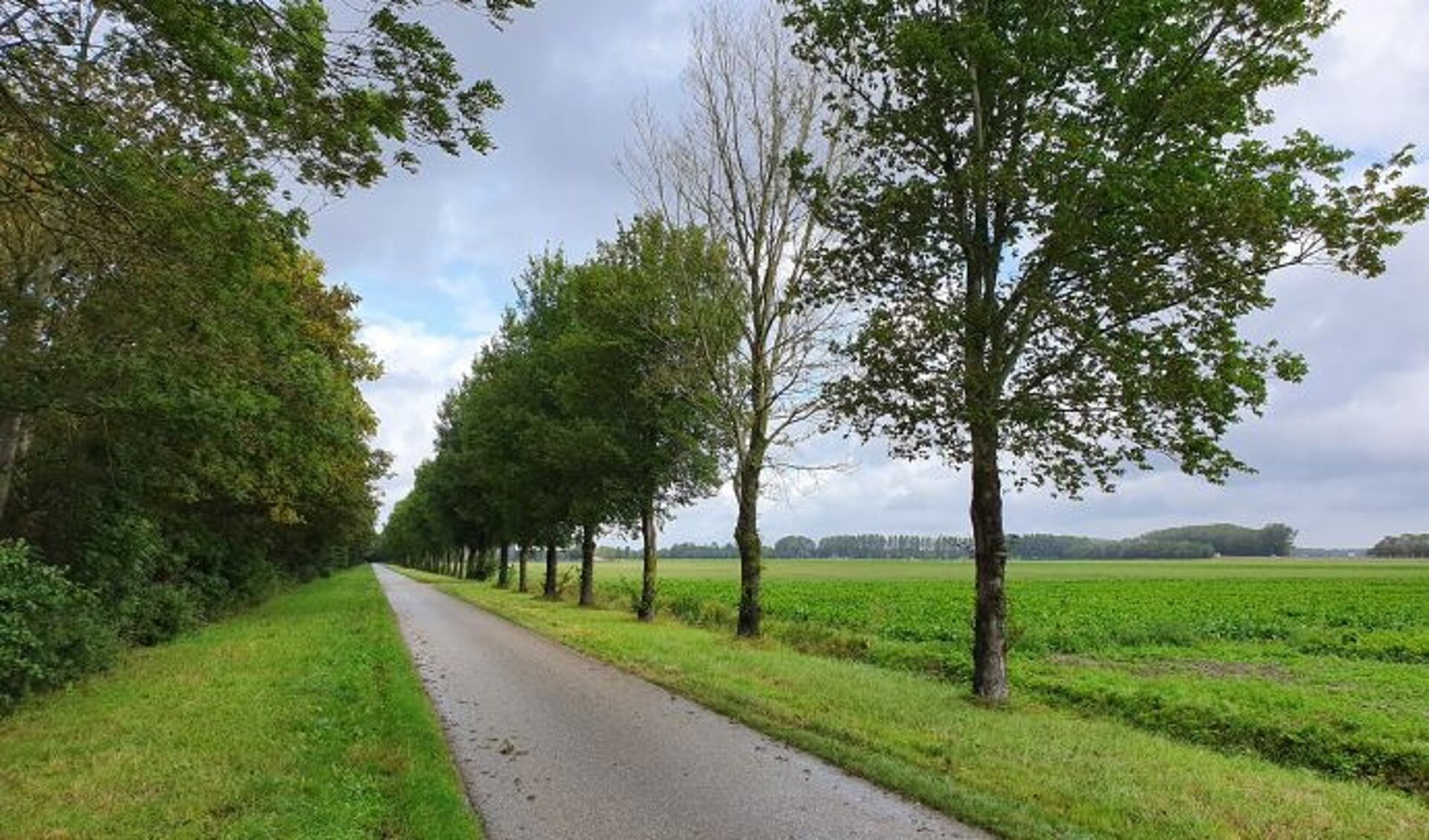 De gemeente Hollands Kroon organiseert elk jaar of de iepen in de gemeente nog gezond zijn. 