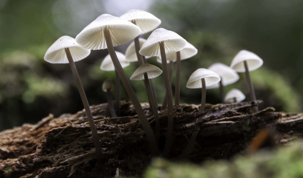 De film Fantastic Fungi kijkt met speciale filmtechnieken naar het ondergrondse netwerk van schimmels.