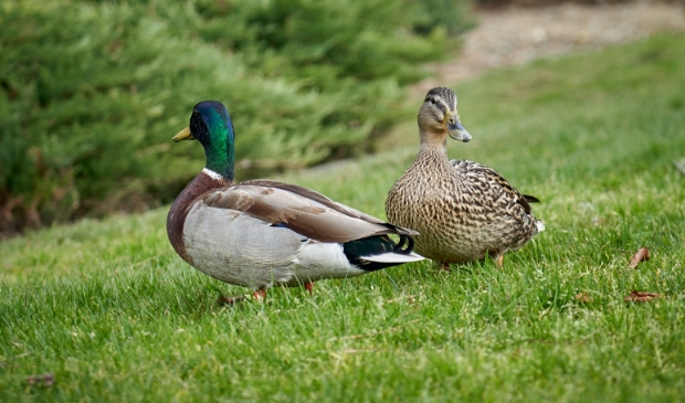 Moeder en vader eend zijn blij, geen botulisme meer in de wateren in Wormerland.