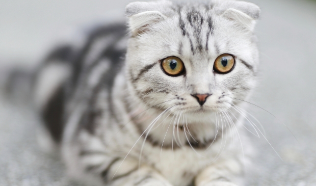 <p>Financiële hulp dierenartsen regio Alkmaar voor noodhulp dieren. </p>