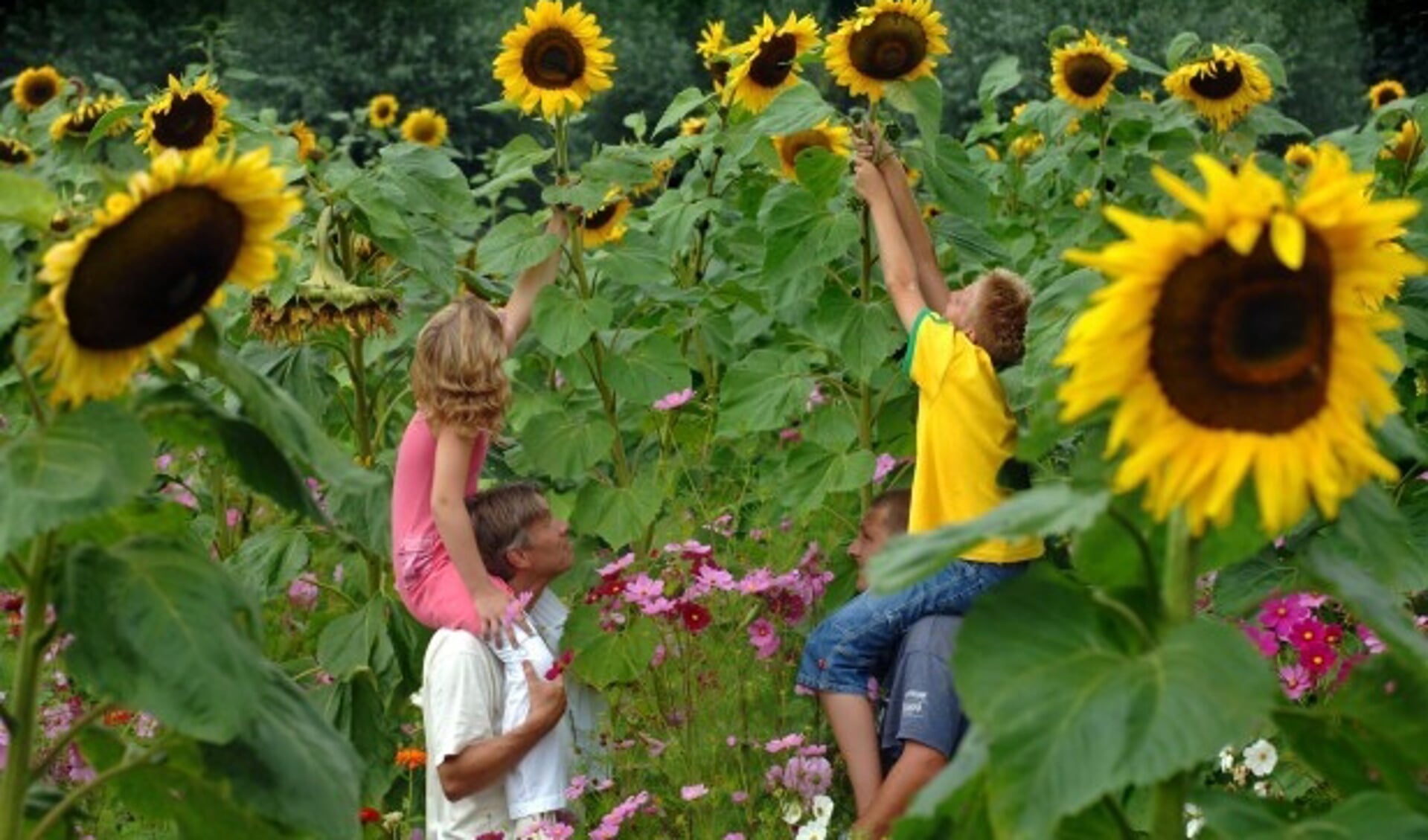 Staan de zonnebloemen echt zo hoog in de schooltuin? 