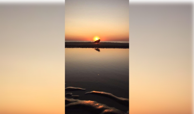 <p pstyle="PLAT">Een geweldige zonsondergang waarvan een meeuw getuige is...</p>
