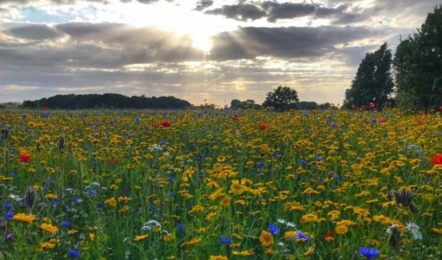 <p>Bloemenveld in Westerland.</p>