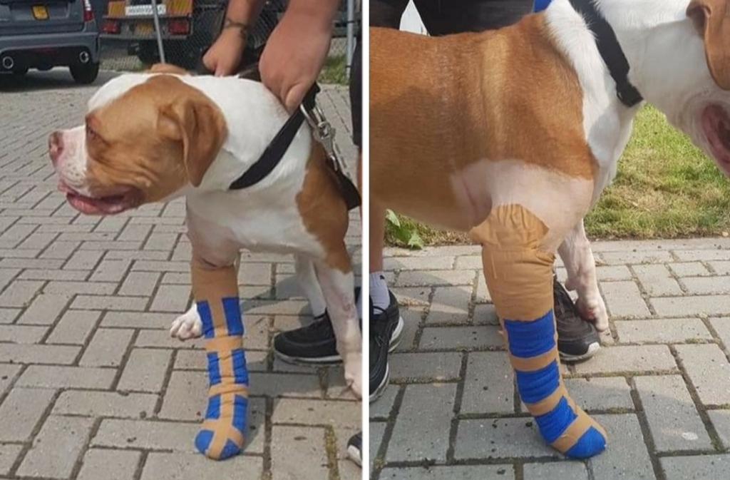 <p>Geen speelse puppytraining voor Kintaro maar heel voorzichtig uitlaten...</p>