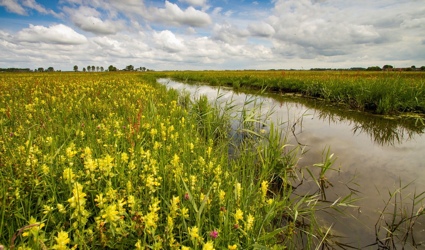 Bloemrijke weilanden beschermd door Landschap Noord-Holland.