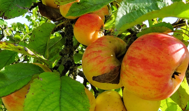 <p>Wat is er fijner dan lekkers uit eigen tuin!</p>