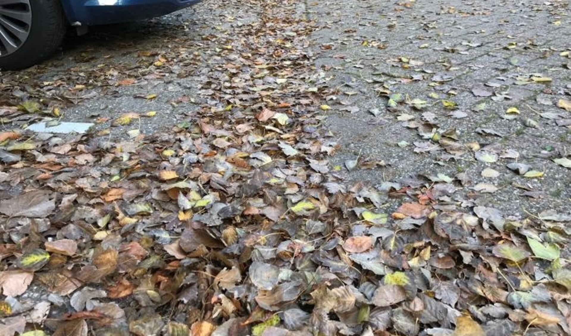 De herfst heeft zijn intrede gedaan en dat betekent ook vallende bladeren.