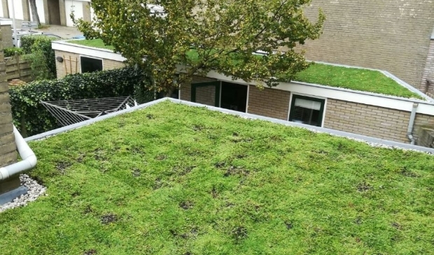 <p>Groen dak aanleggen met subsidie</p>