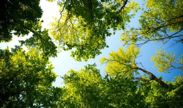 <p><strong><strong>Bomen zijn van groot belang. </strong></strong></p>
