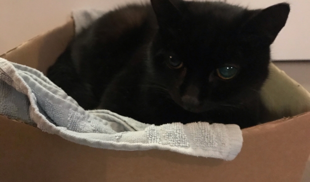 <p>Poes Minoes is weer veilig terug bij haar baasjes.</p>