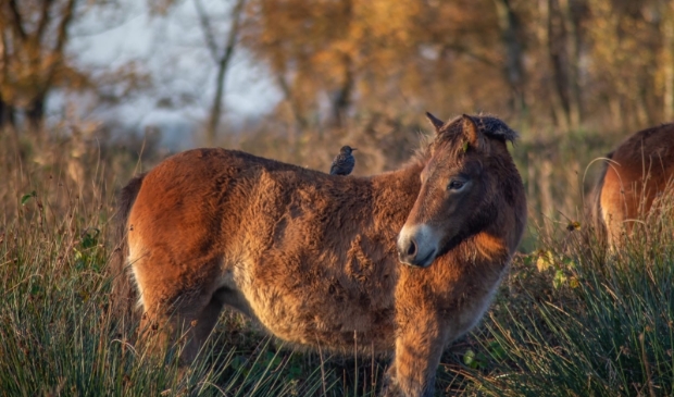 <p>lekker natuur in</p>