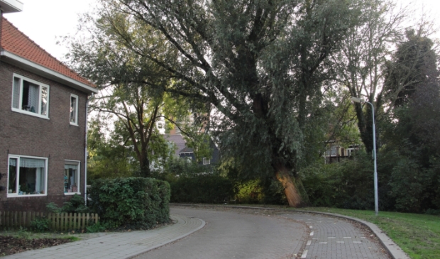 <p>Ben je blij met een scheefgegroeide boom naast je woning? Tijd om te kappen of staat hij er al vele jaren en is er geen gevaar? (archieffoto gemaakt op de Wilgenstraat in Zaandam Zuid)</p>