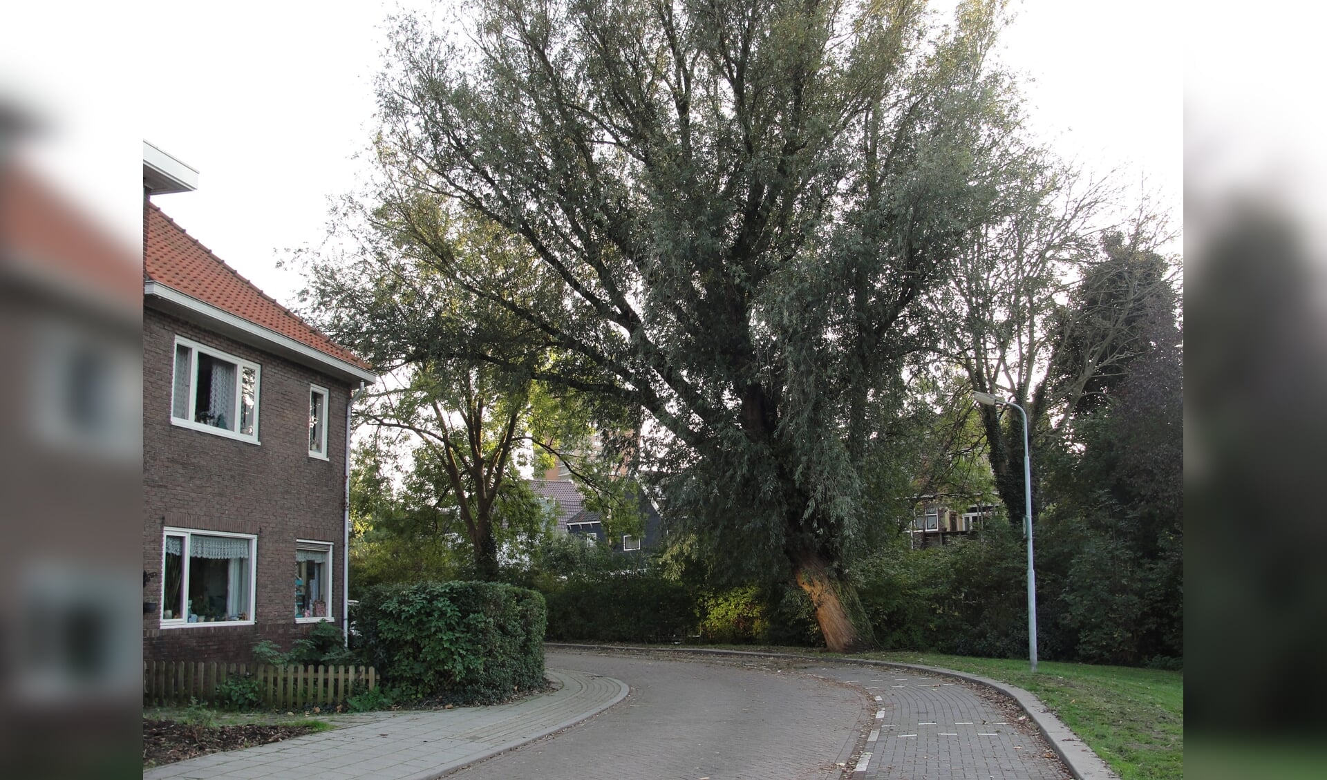 Ben je blij met een scheefgegroeide boom naast je woning? Tijd om te kappen of staat hij er al vele jaren en is er geen gevaar? (archieffoto gemaakt op de Wilgenstraat in Zaandam Zuid)