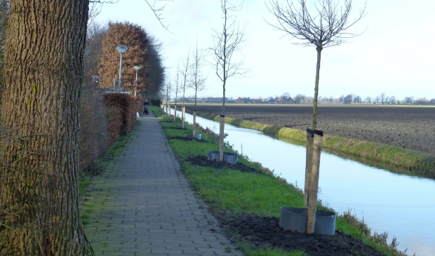 <p>Bomen in aanplant. </p>