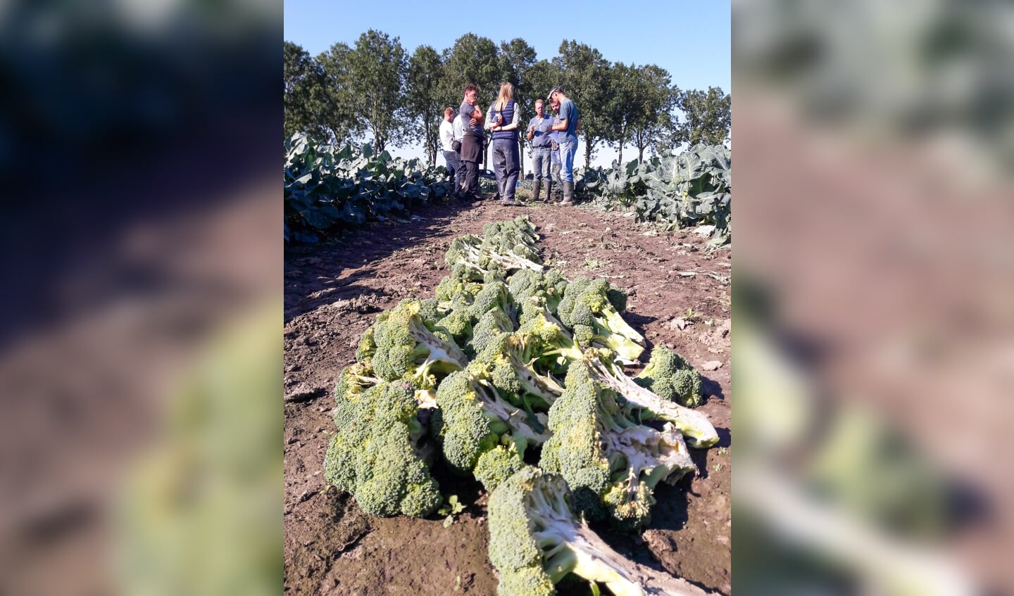 De opkomst van weerbaar telen komt onder meer tot uiting in een project voor broccoli.