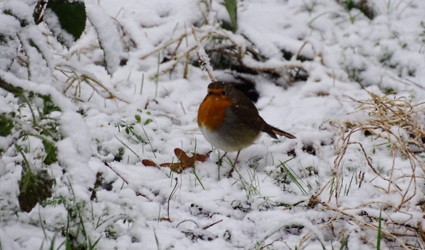 9 x de leukste sneeuwfoto's uit Haarlem!