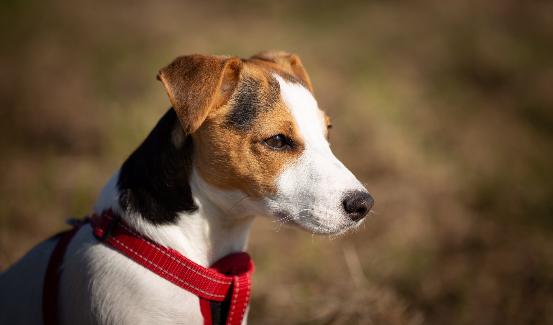 Een Jack Russel (3) is overleden aan het muizengif.