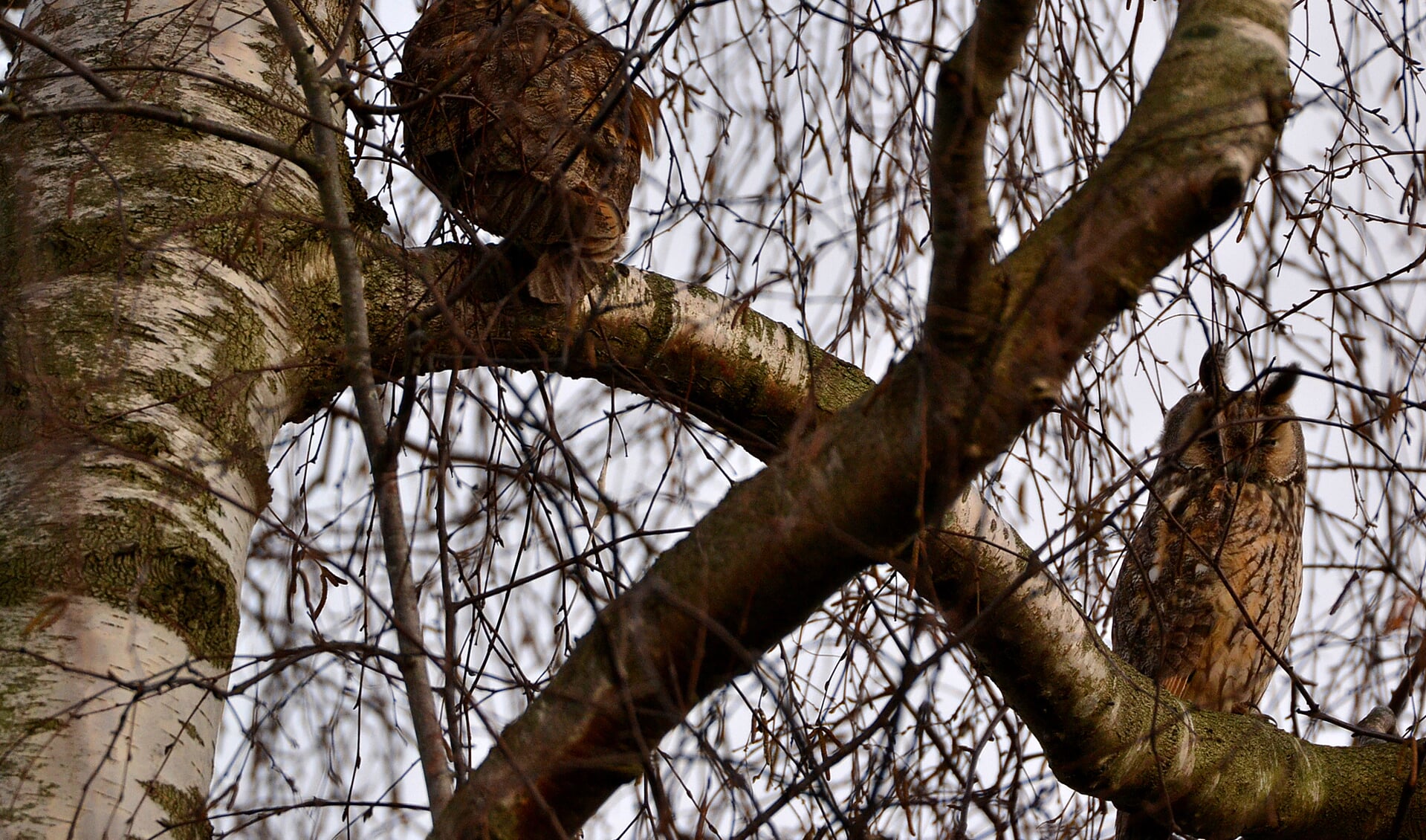 Twee Ransuilen zaten samen gezellig in een boom. 