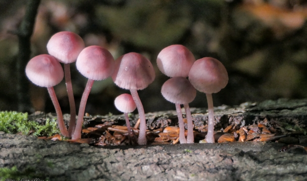 <p>Grote bloedsteelmycena.</p>
