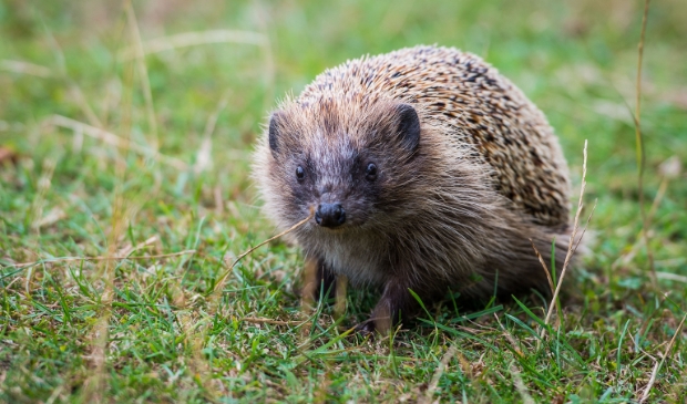 <p>Het gaat niet goed met de egel in Nederland.</p>