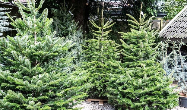 Een groene Kerst bij intratuin.