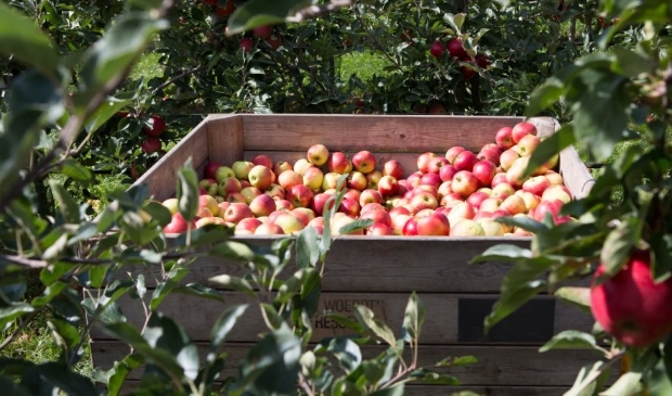<p>Noord-Hollandse boeren en tuinders delen fruit uit tijdens Dutch Food Week.</p>