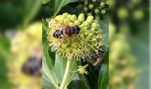 <p>Menig insect wordt door de lange en koude winter geholpen.</p>