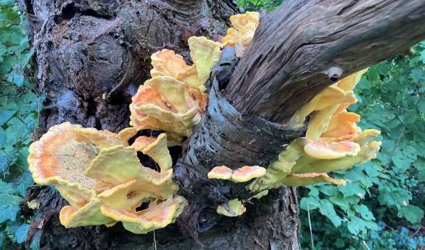 <p>De herfst in beeld.</p>