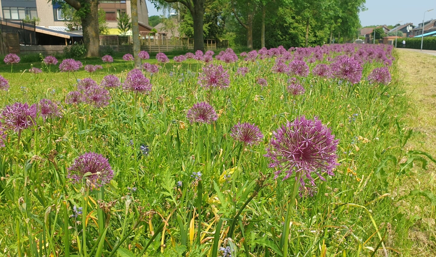 In de wijk Westerkoog waren afgelopen zomer al groenstroken met natuurlijke beplanting te zien.  