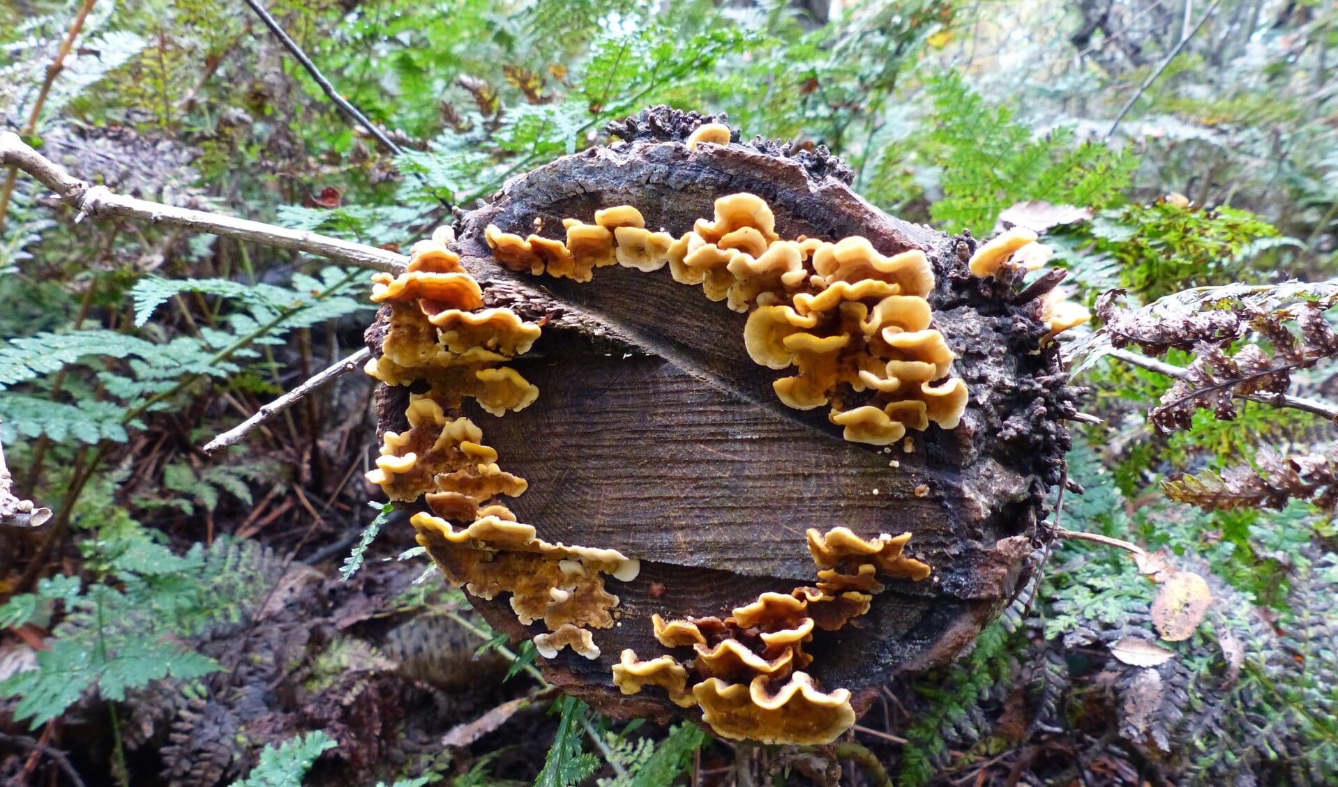 Op zoek naar paddenstoelen in de Waarderhout.