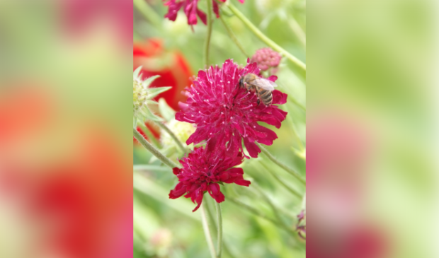 <p>Knautia macedonica.</p>