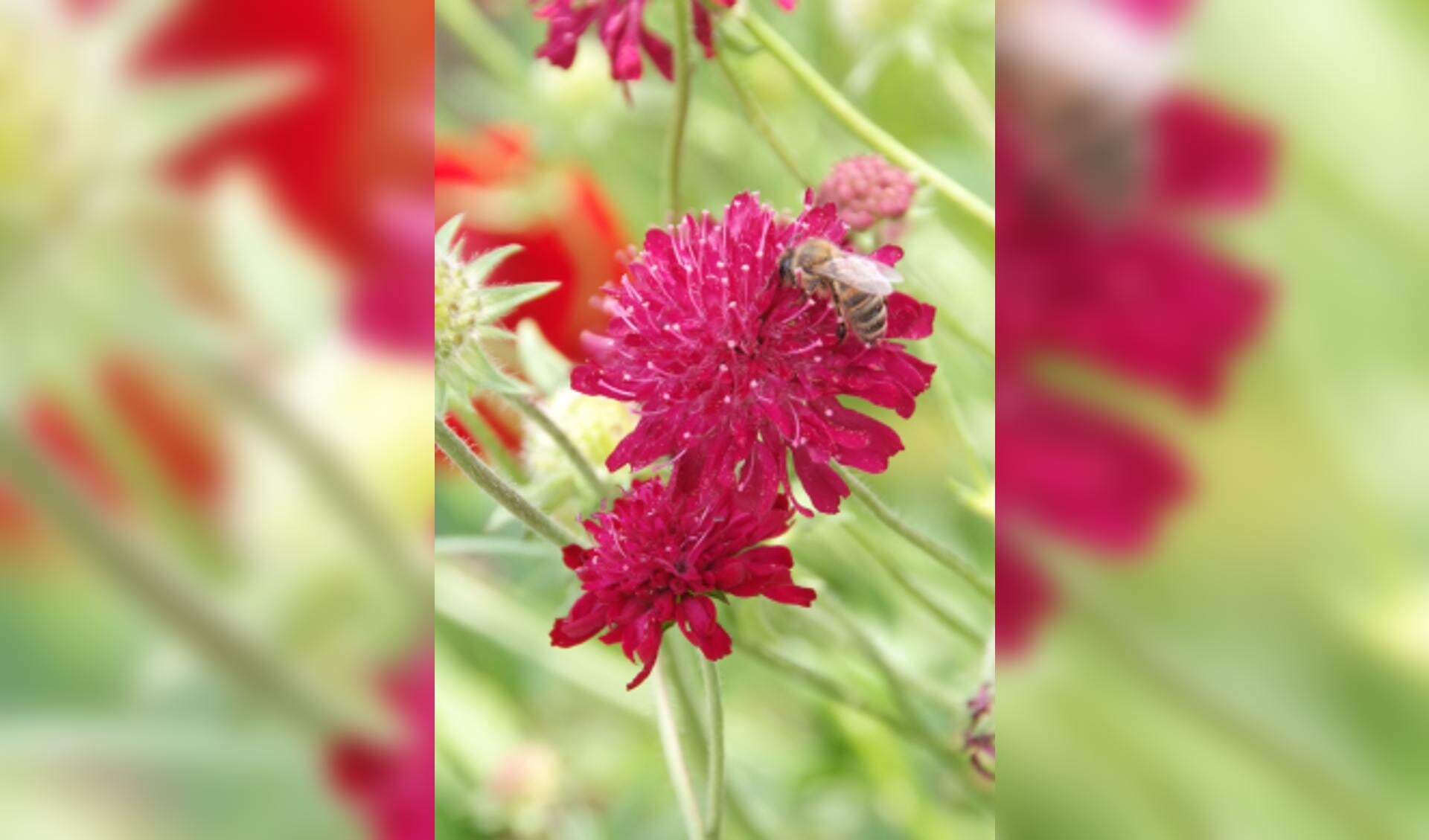 Knautia macedonica.