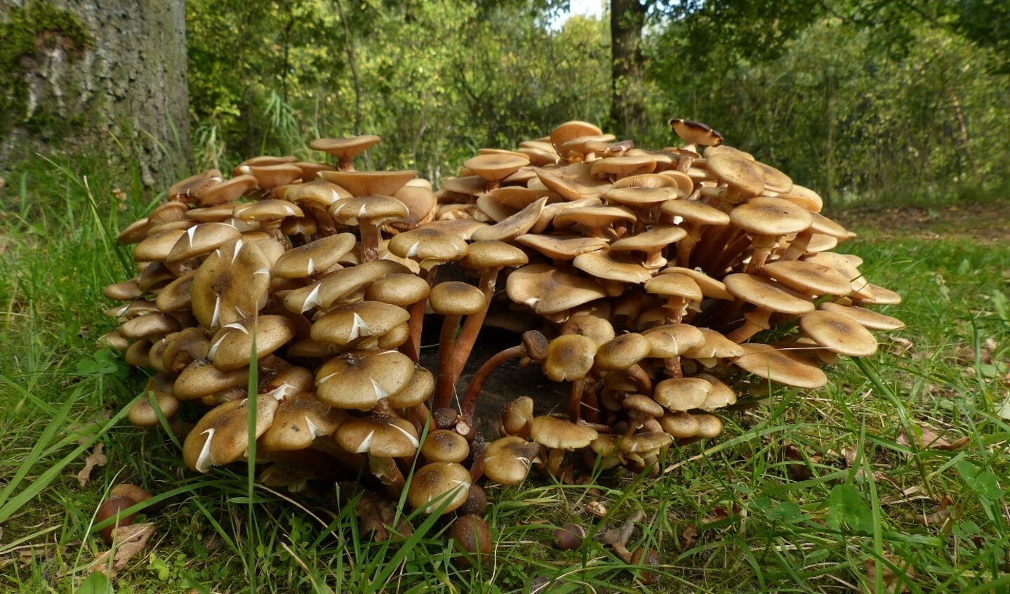 Op zoek naar paddenstoelen in de Waarderhout.